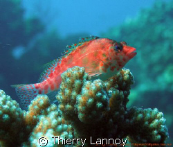 Hawkfish in the Sea of Cortez....Mexico by Thierry Lannoy 